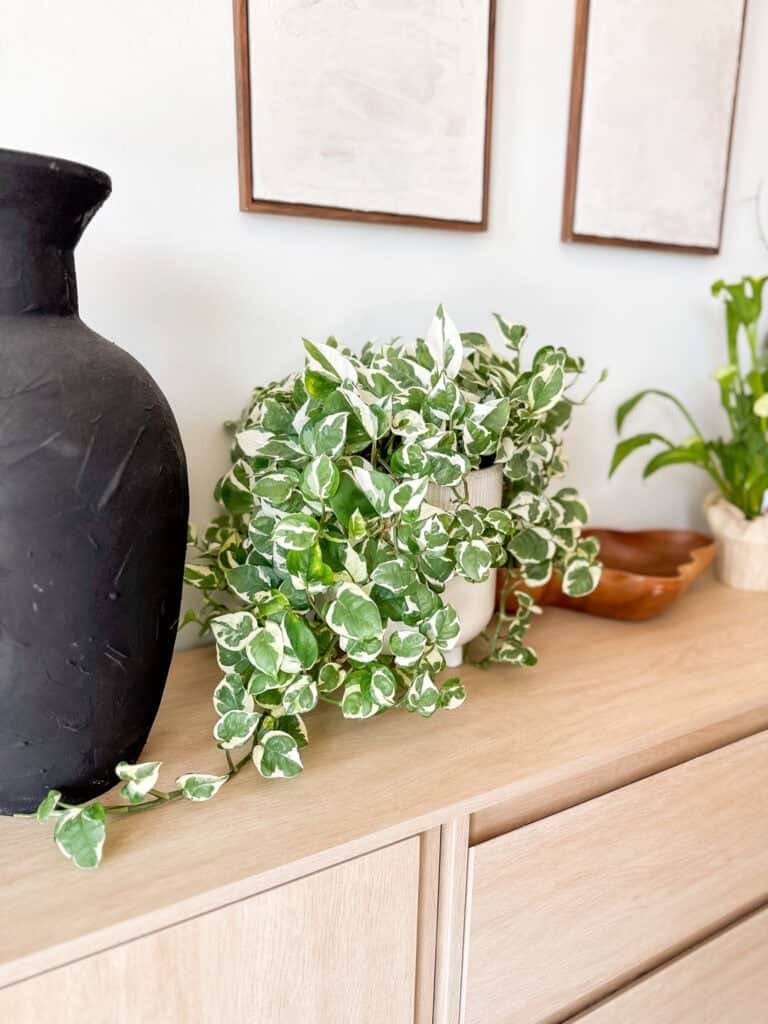 5 Easy Houseplants to Breathe Life Into Your Space
