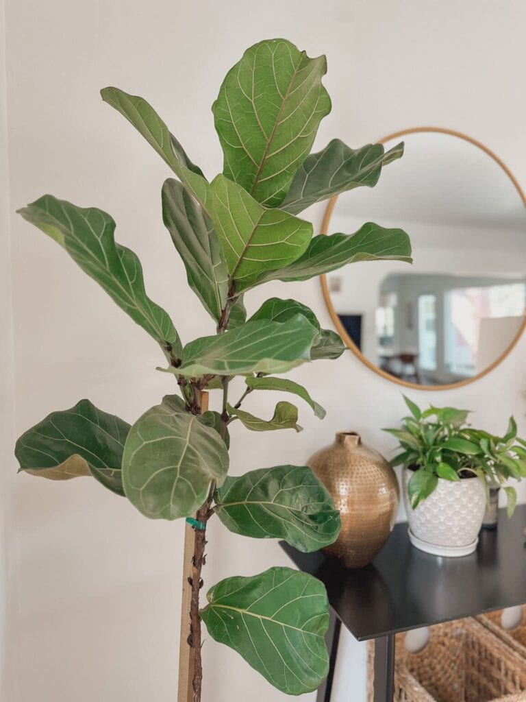 7 Big Leaf Houseplants to Make Your Home Feel Lush