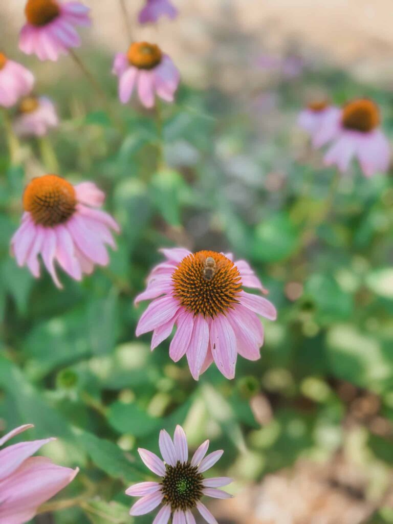 17 Essential Slow Life Self-Care Practices