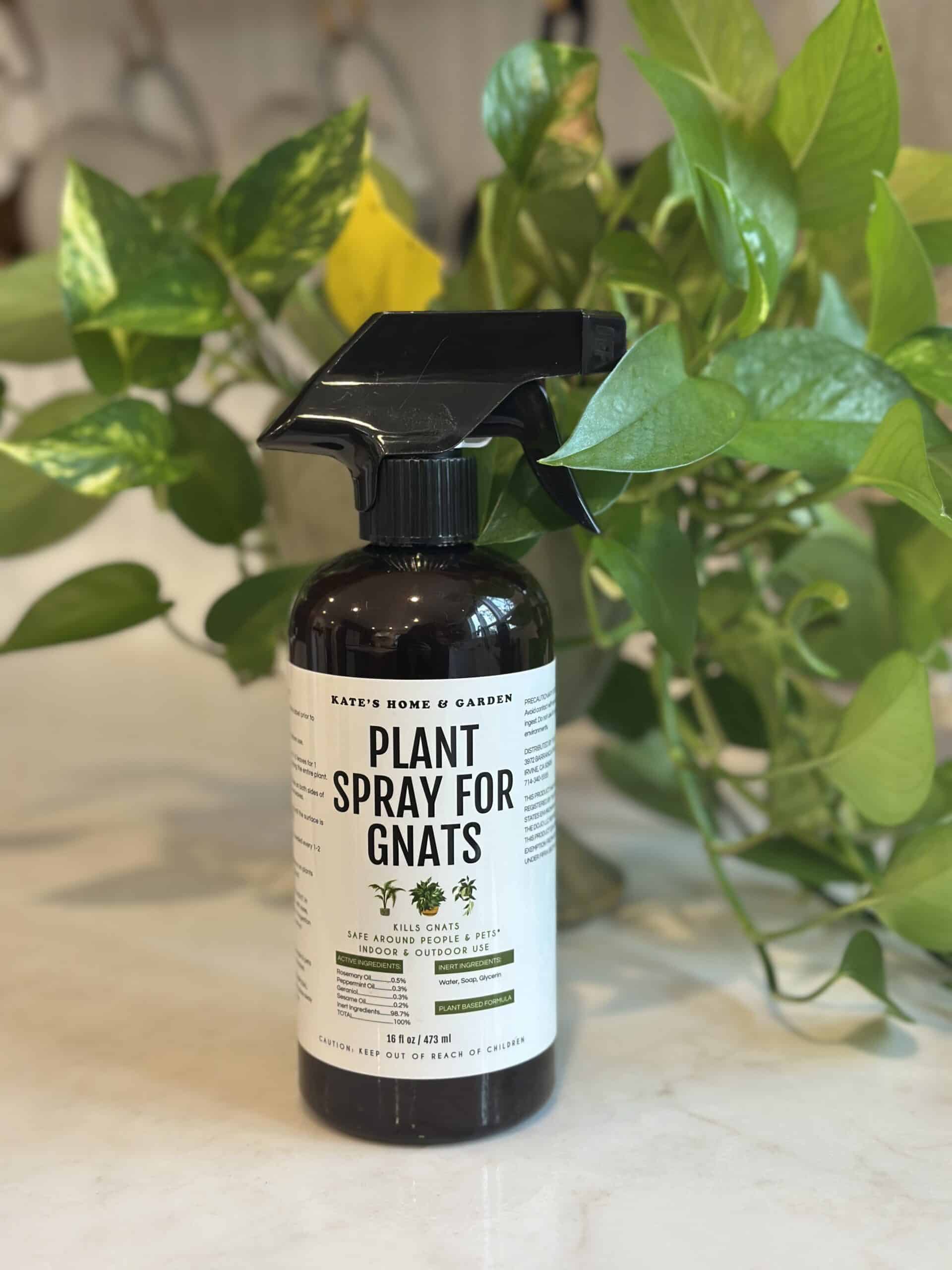 How to Get Rid of Gnats in Indoor Plants: A Natural Solution
