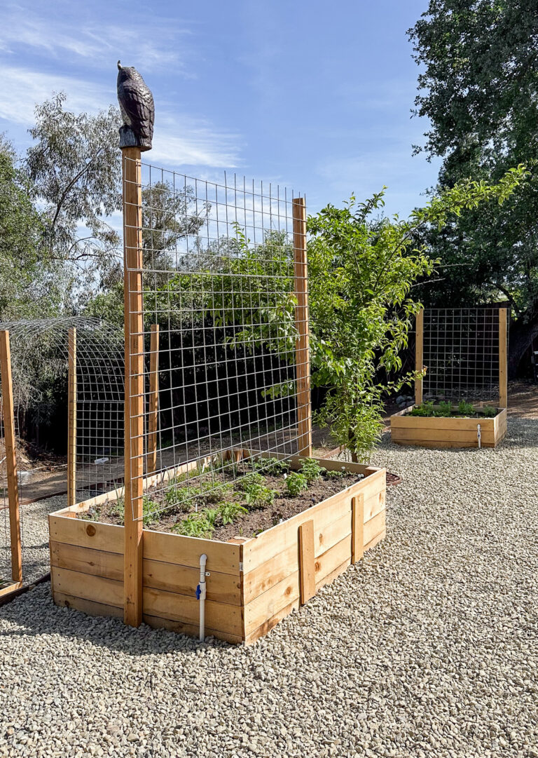 3 Easy DIY Garden Trellis Ideas for a Productive Vegetable Garden