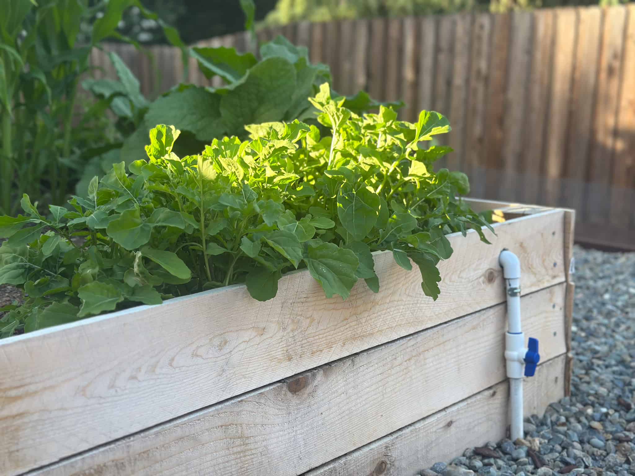 How to Build a DIY Raised Gardening Bed for About $35